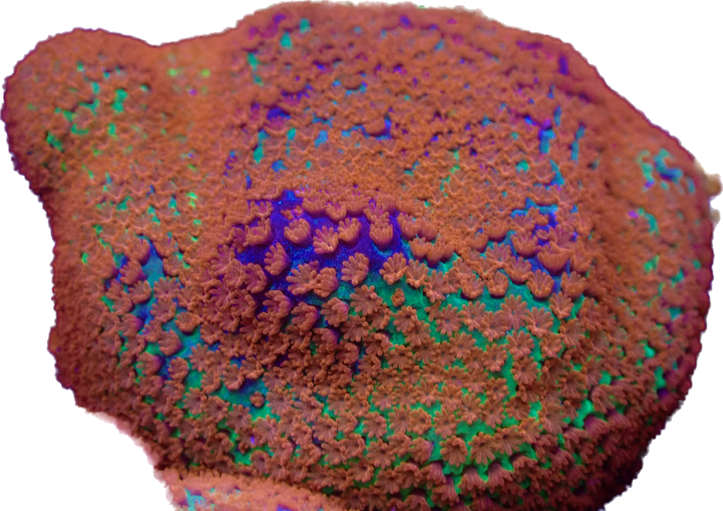 WYSIWYG JF Reverse Sunset Montipora