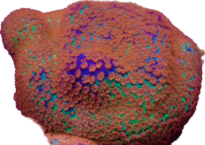 WYSIWYG JF Reverse Sunset Montipora