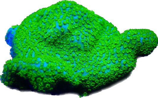 WYSIWYG Rainbow Montipora