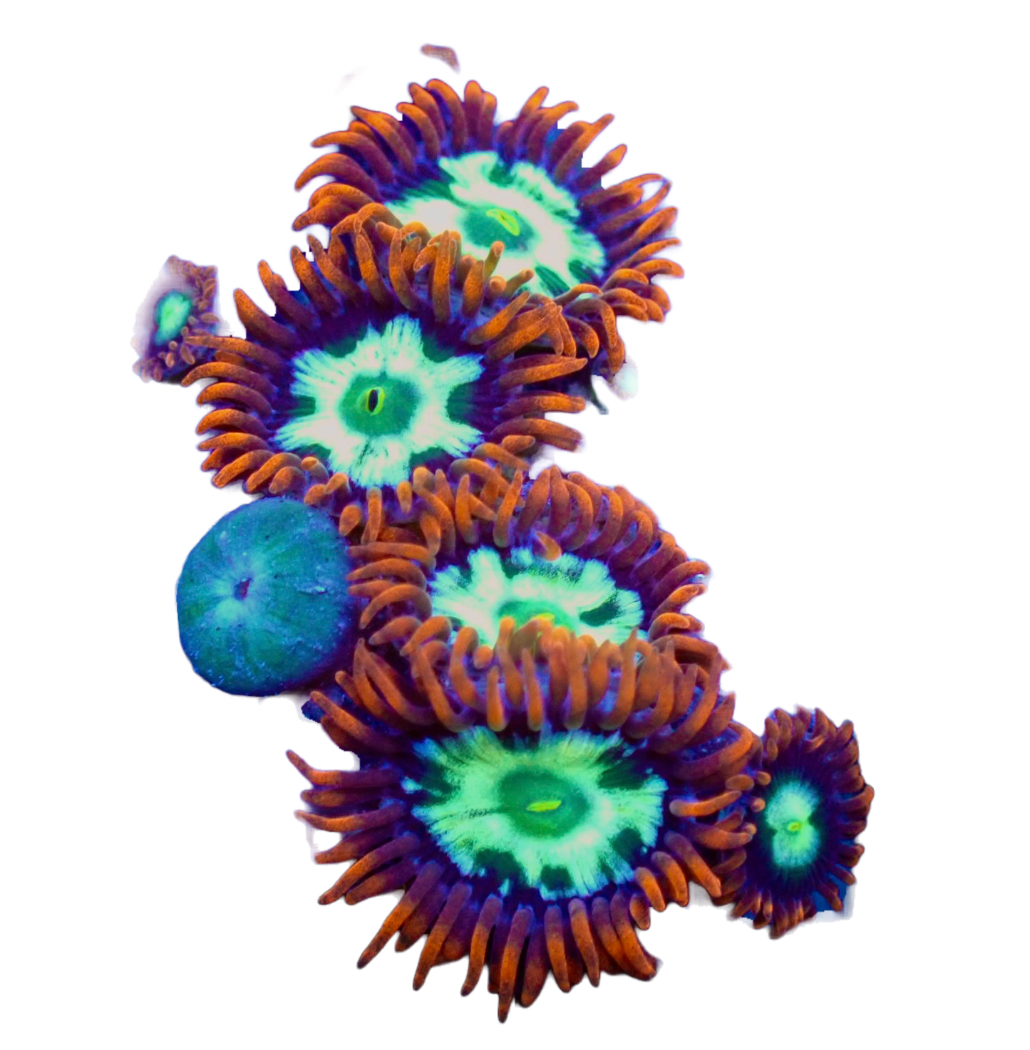 WYSIWYG Alpha and Omega Zoanthid