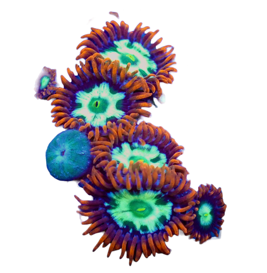 WYSIWYG Alpha and Omega Zoanthid