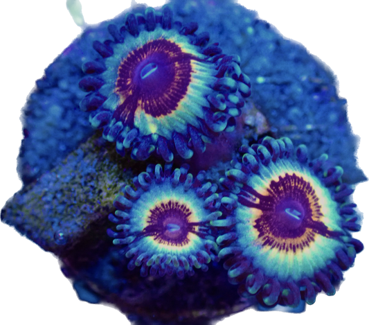 WYSIWYG Vamps and Drag Zoanthid