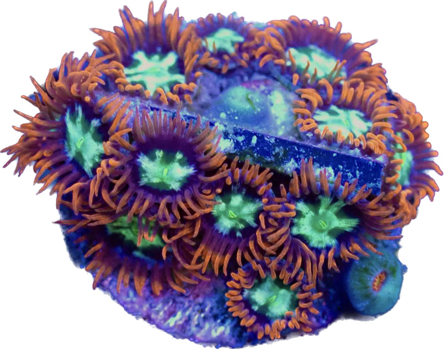 WYSIWYG Alpha and Omega Zoanthid