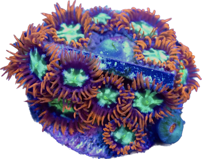 WYSIWYG Alpha and Omega Zoanthid