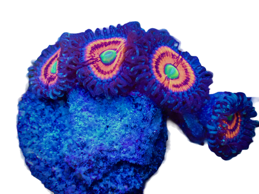 WYSIWYG Everlasting Gobstopper Zoanthid