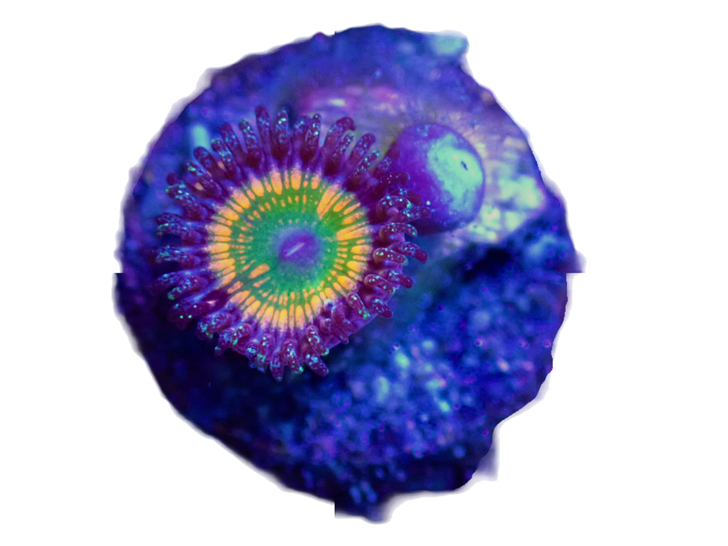 WYSIWYG Sunny D Zoanthid