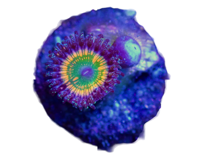 WYSIWYG Sunny D Zoanthid