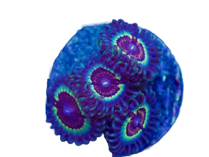 WYSIWYG Vamps and Drag Zoanthid