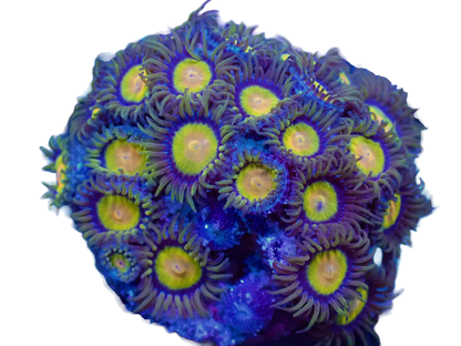 WYSIWYG Tutti Frutti Zoanthid