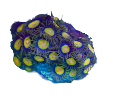 WYSIWYG Tutti Frutti Zoanthid