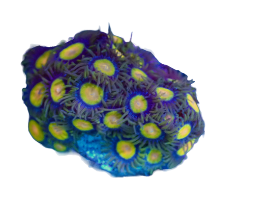 WYSIWYG Tutti Frutti Zoanthid