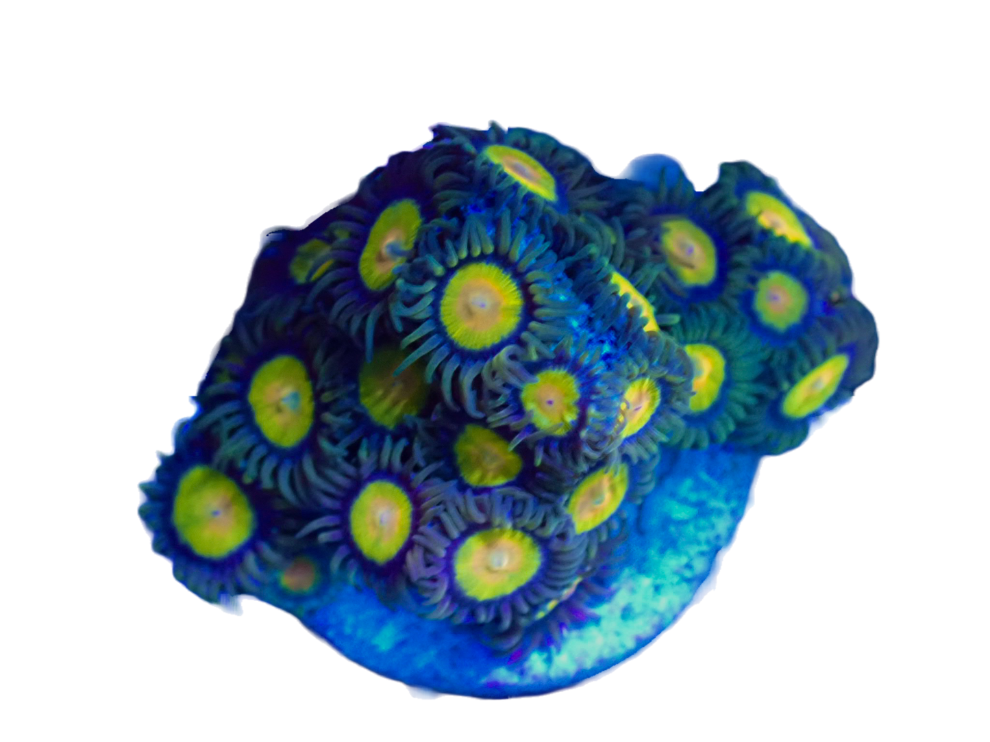 WYSIWYG Tutti Frutti Zoanthid