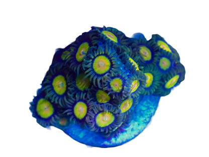 WYSIWYG Tutti Frutti Zoanthid