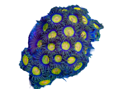 WYSIWYG Tutti Frutti Zoanthid