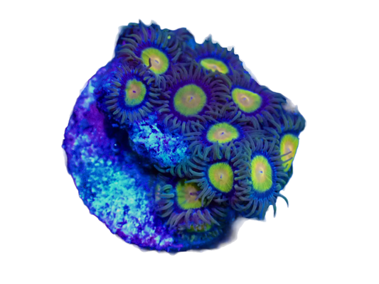 WYSIWYG Tutti Frutti Zoanthid