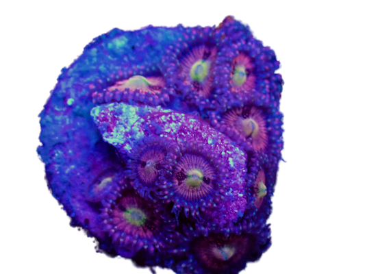 WYSIWYG Halle Berry Zoanthid