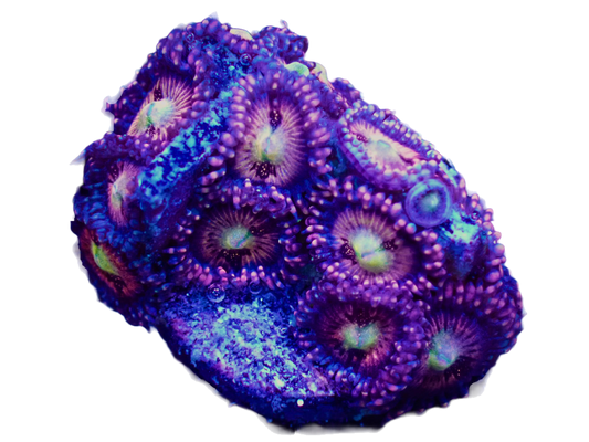 WYSIWYG Halle Berry Zoanthid