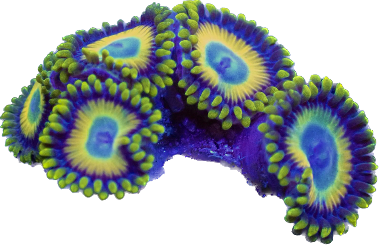 WYSIWYG Scrambled Eggs Zoanthid