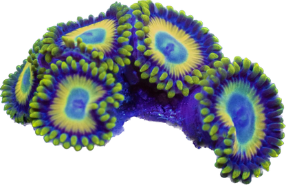 WYSIWYG Scrambled Eggs Zoanthid