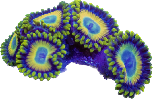 WYSIWYG Scrambled Eggs Zoanthid