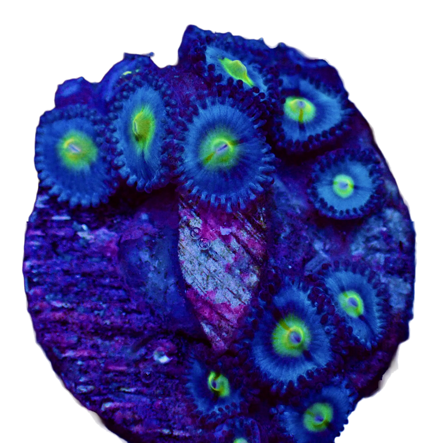 WYSIWYG WWC AOI Zoanthid