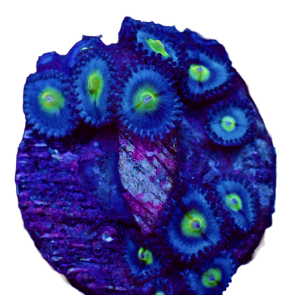 WYSIWYG WWC AOI Zoanthid