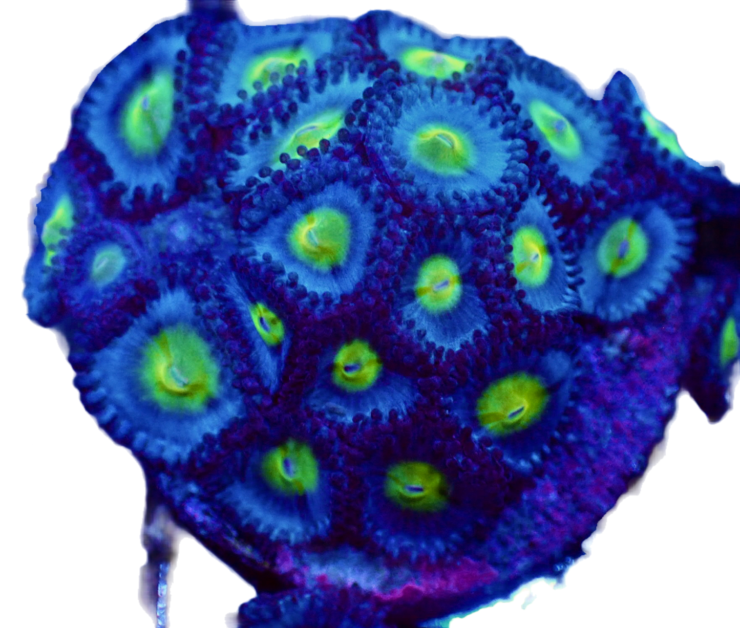 WYSIWYG WWC AOI Zoanthid