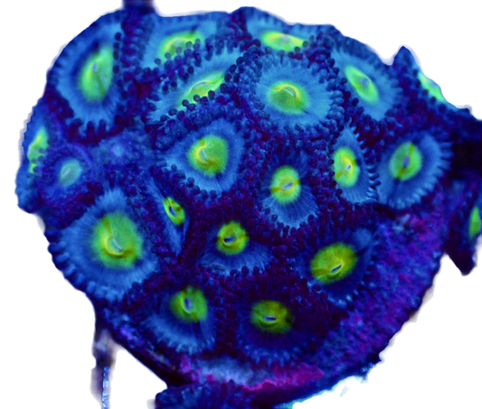 WYSIWYG WWC AOI Zoanthid