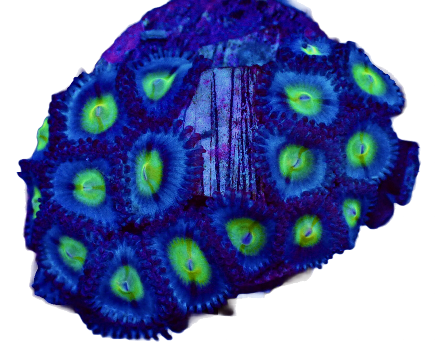 WYSIWYG WWC AOI Zoanthid