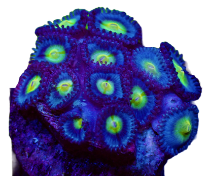 WYSIWYG WWC AOI Zoanthid