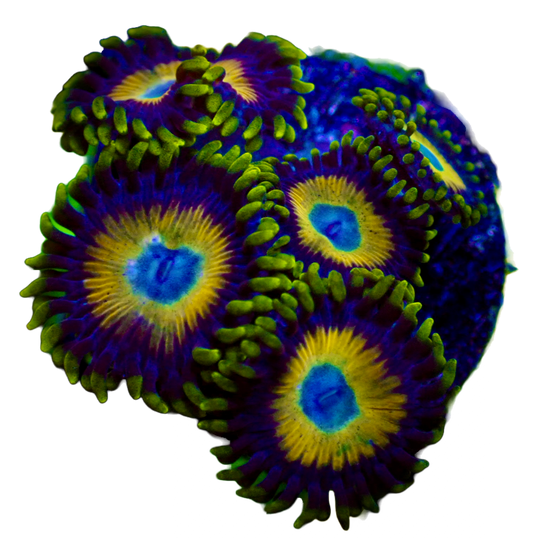 WYSIWYG Scrambled Eggs Zoanthid