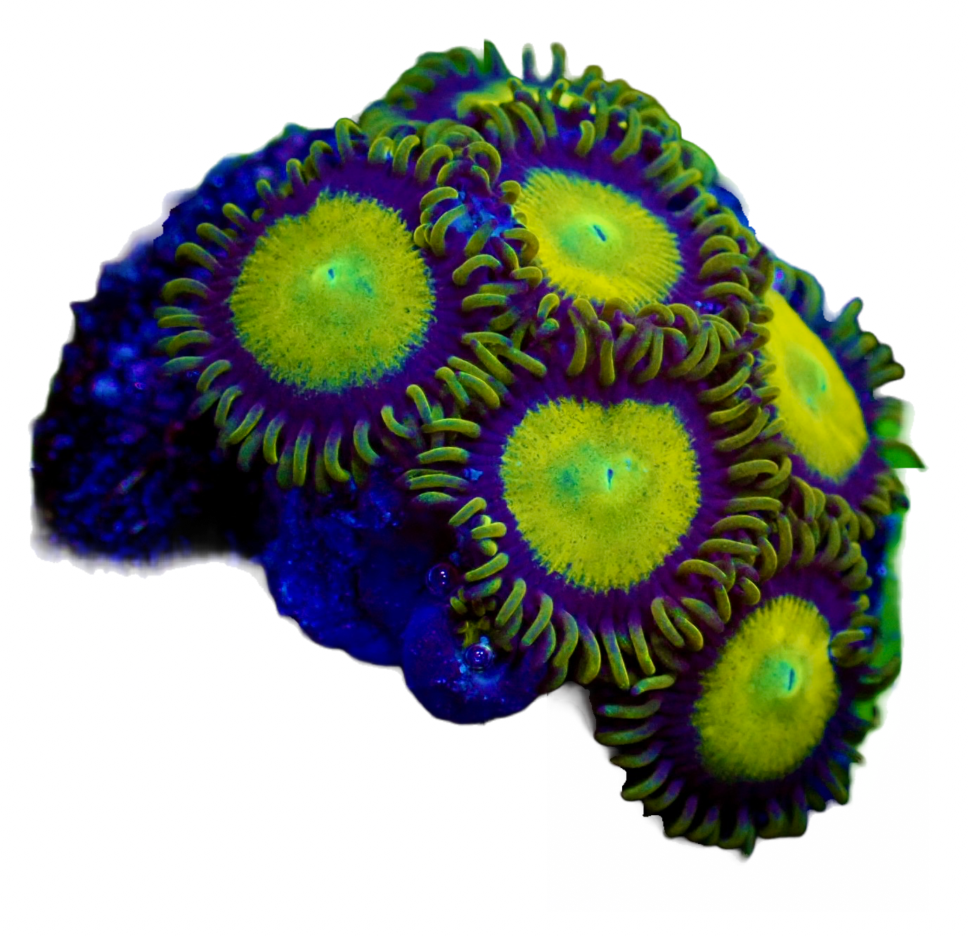 WYSIWYG King Midas Zoanthid – The Reef Gallery