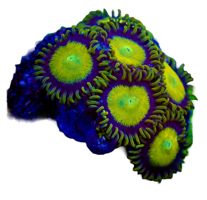 WYSIWYG King Midas Zoanthid