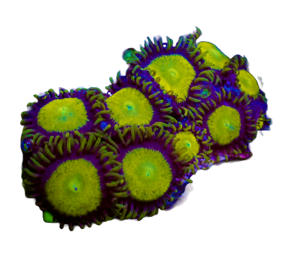 WYSIWYG King Midas Zoanthid