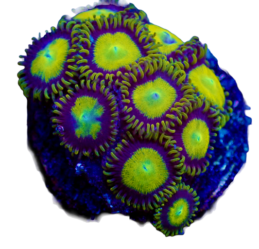 WYSIWYG King Midas Zoanthid