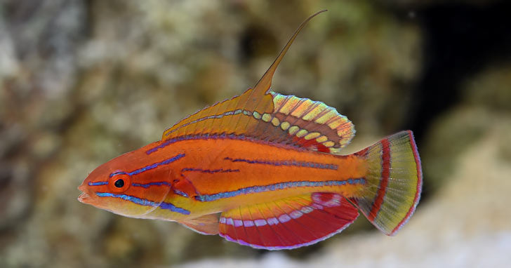 Mccosker's Wrasse (Paracheilinus Mccoskeri)