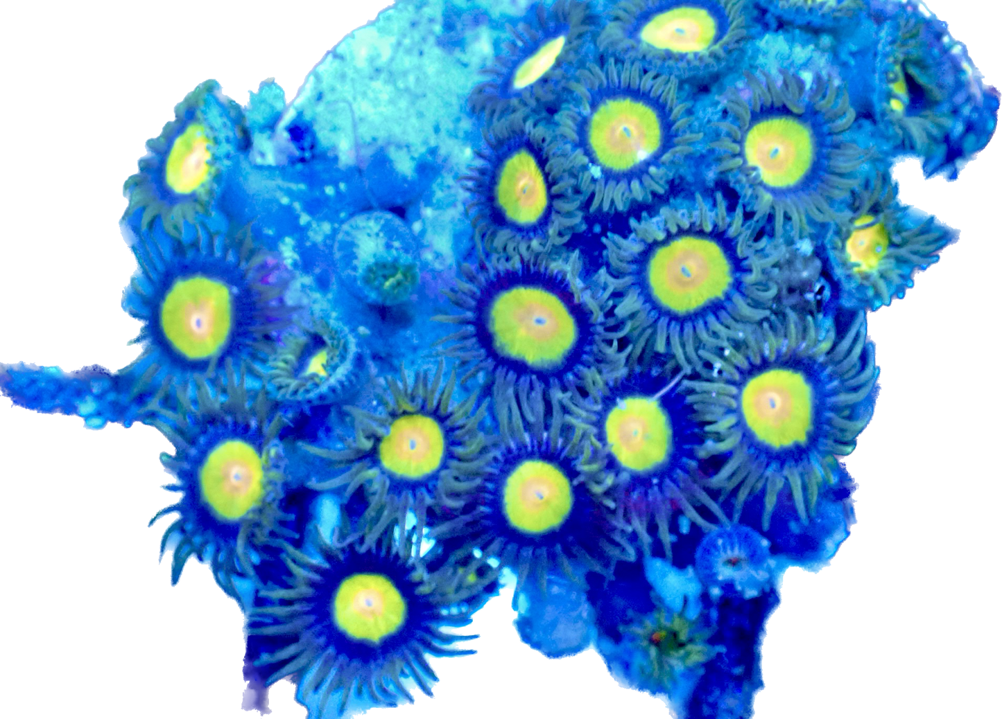 WYSIWYG Tutti Frutti Zoanthid