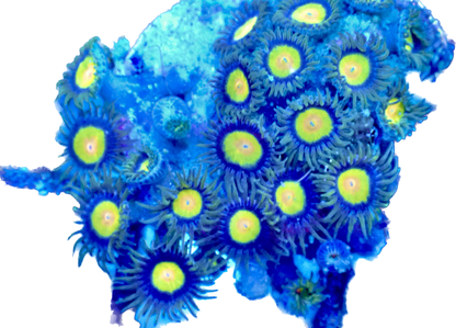 WYSIWYG Tutti Frutti Zoanthid