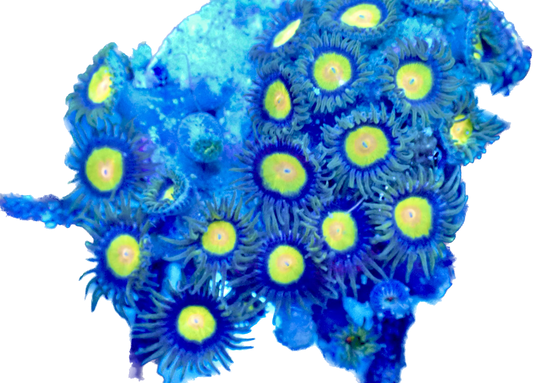 WYSIWYG Tutti Frutti Zoanthid