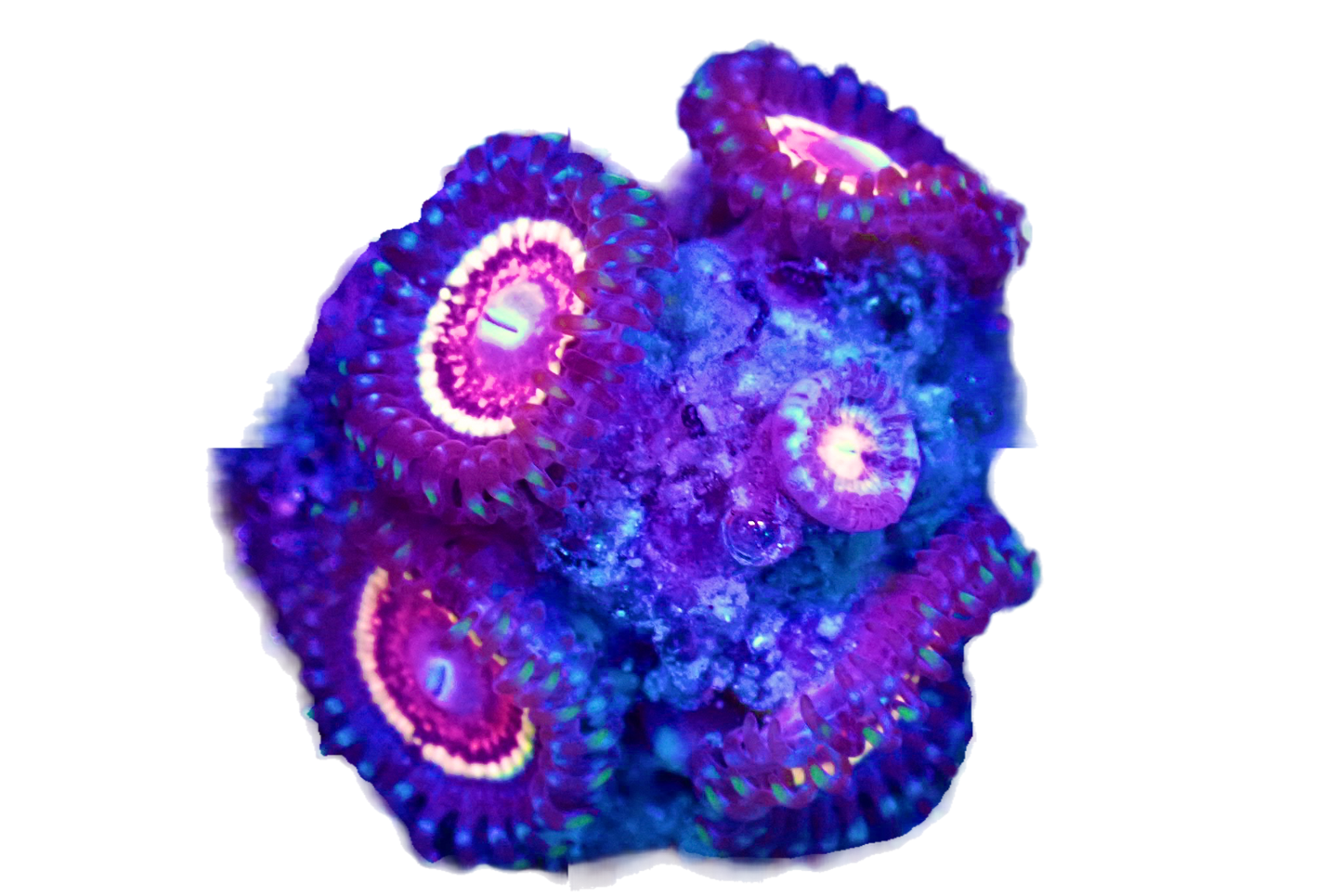 WYSIWYG Pink Zipper Zoanthid