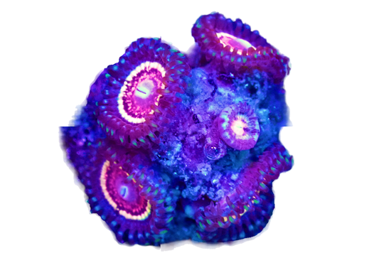 WYSIWYG Pink Zipper Zoanthid