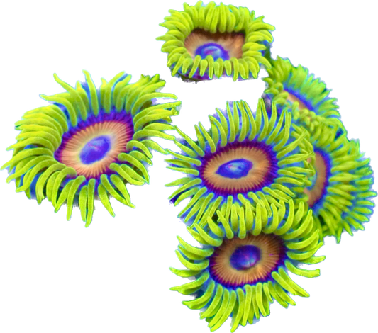 WYSIWYG Sunflower Zoanthid