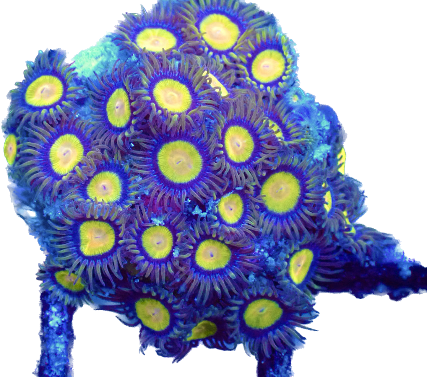 WYSIWYG Tutti Frutti Zoanthid