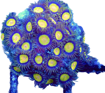 WYSIWYG Tutti Frutti Zoanthid