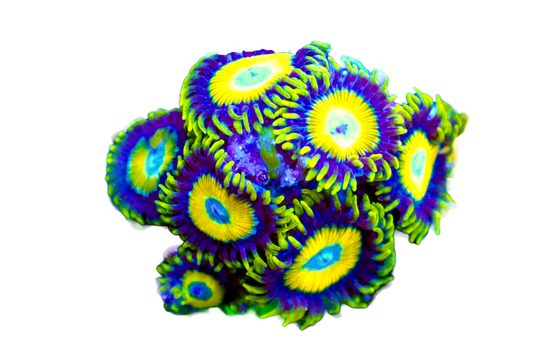 WYSIWYG Scrambled Eggs Zoanthid