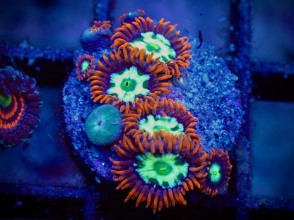 WYSIWYG Alpha and Omega Zoanthid