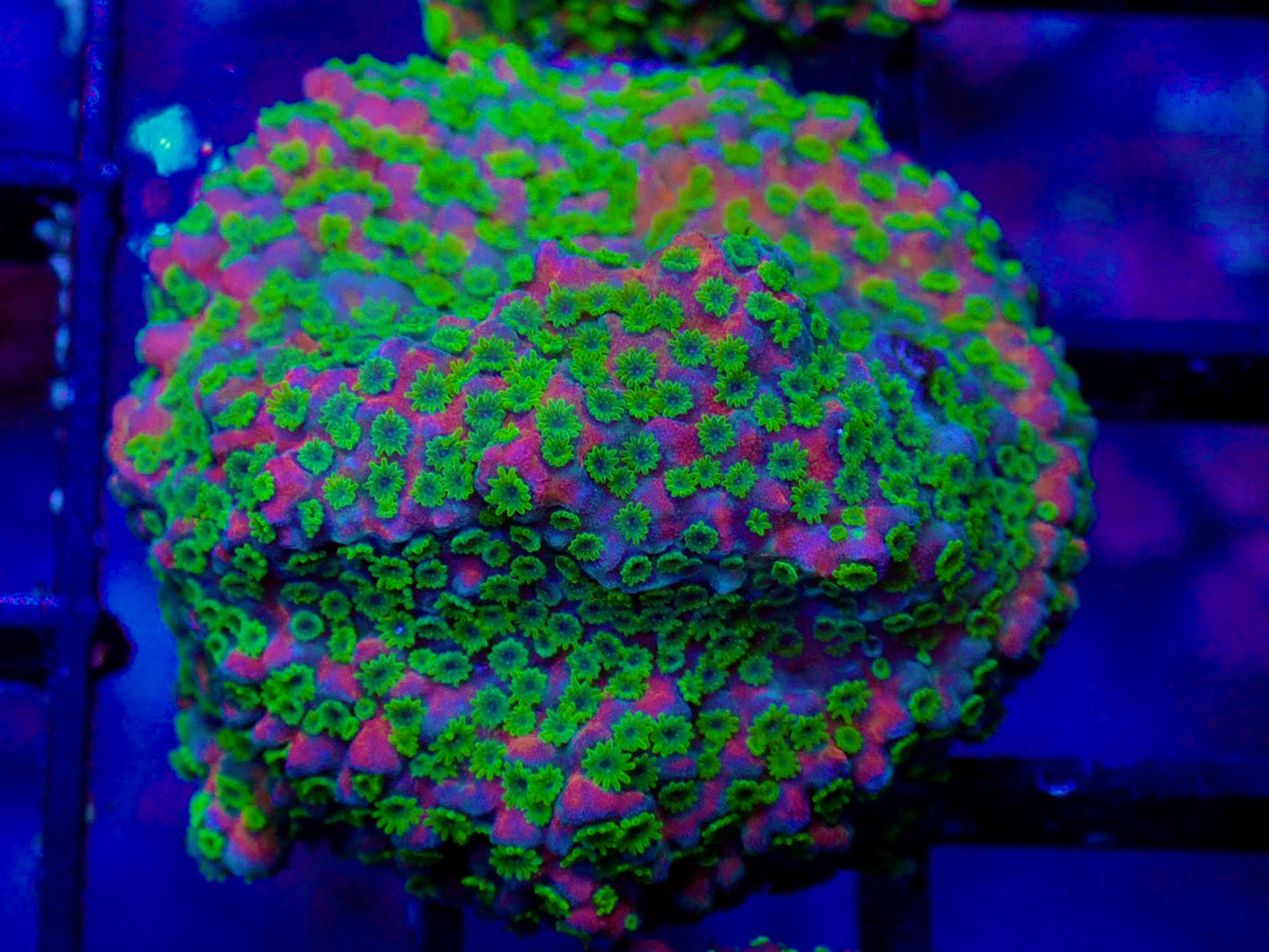 WYSIWYG JF Sunset Montipora