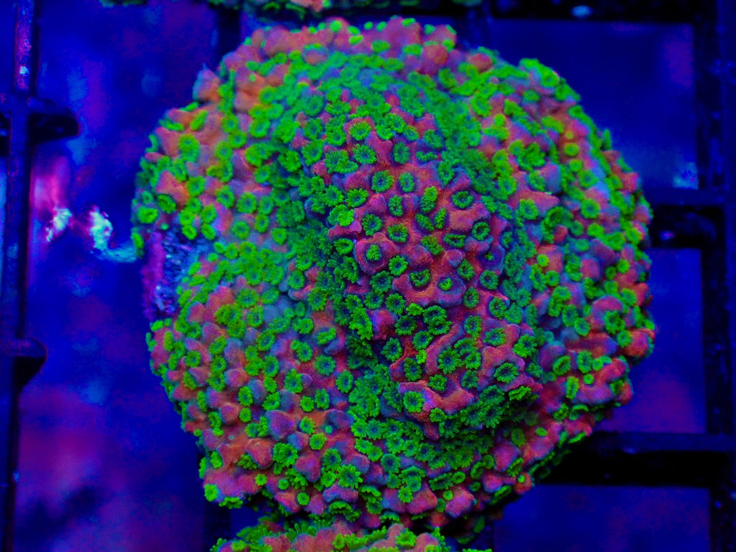 WYSIWYG JF Sunset Montipora