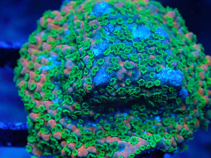 JF Sunset Montipora