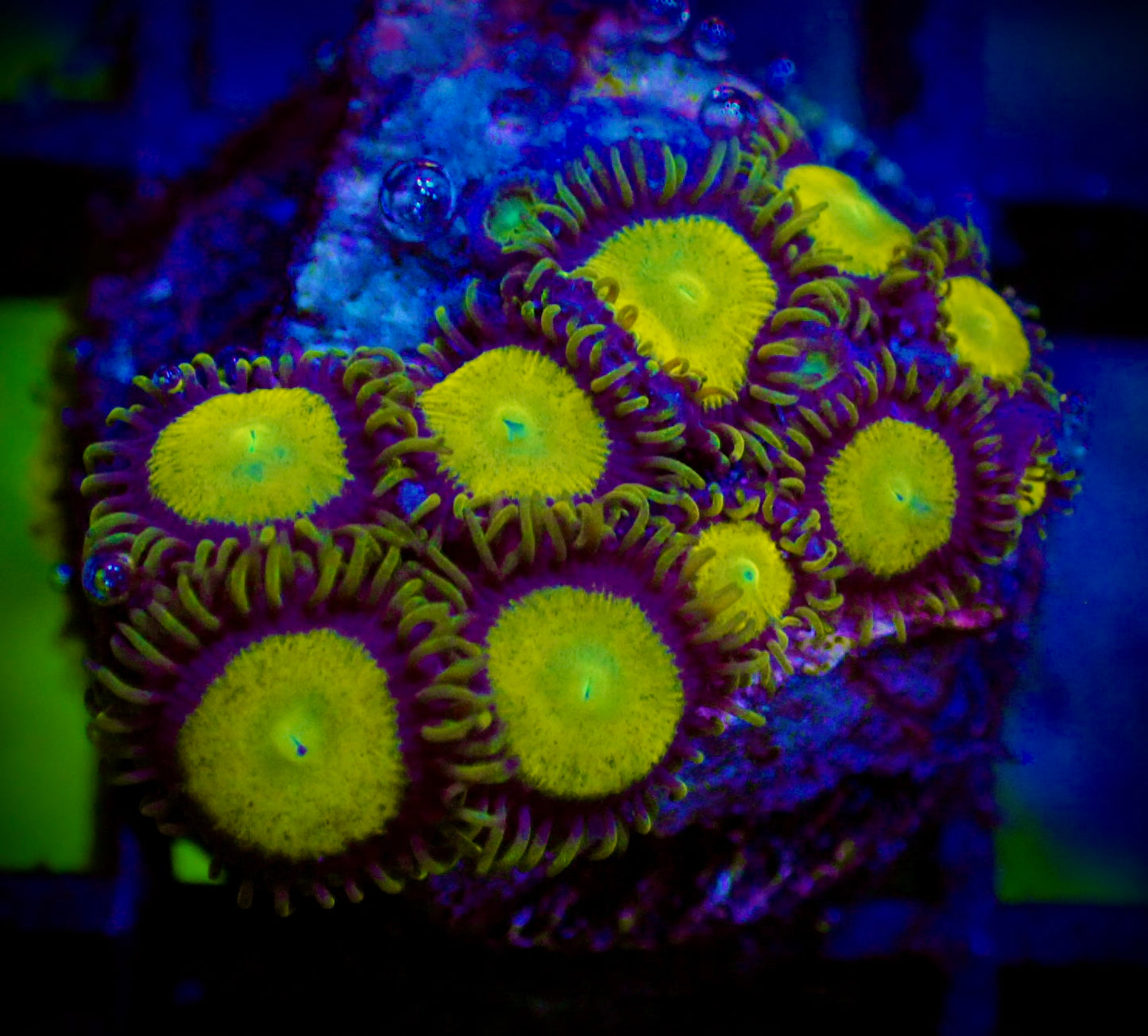 WYSIWYG King Midas Zoanthid